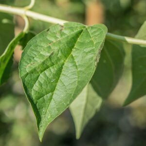 Piper Betle Leaf Oil