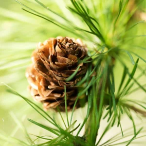 Pine Oil