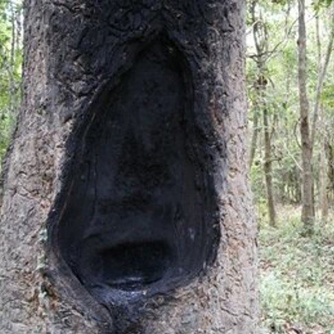 Gurjun Balsam Oil - Image 2