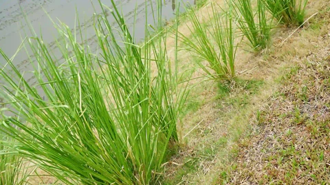 Vetiver Oil - Image 2