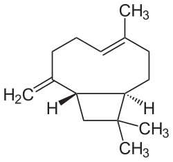 Beta Caryophyllene 95%