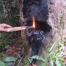 Gurjun Balsam Oil - Image 4