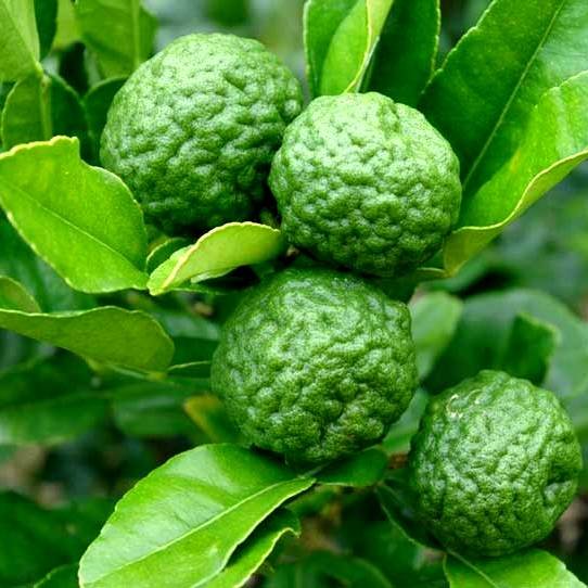 kaffir-lime