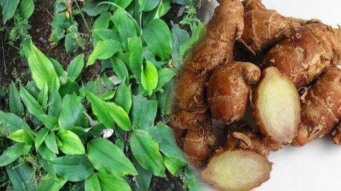 Kaempferia Oil - Image 2