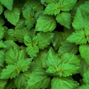 Patchouli Oil Sulawesi